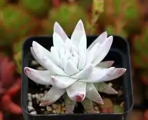 多肉白菊怎么樣養才爆仔_多肉白菊怎么繁殖_多肉白菊怎么養成群