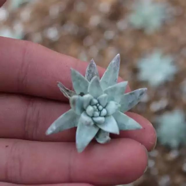 多肉白菊怎么養成群_多肉白菊怎么樣養才爆仔_多肉白菊怎么繁殖