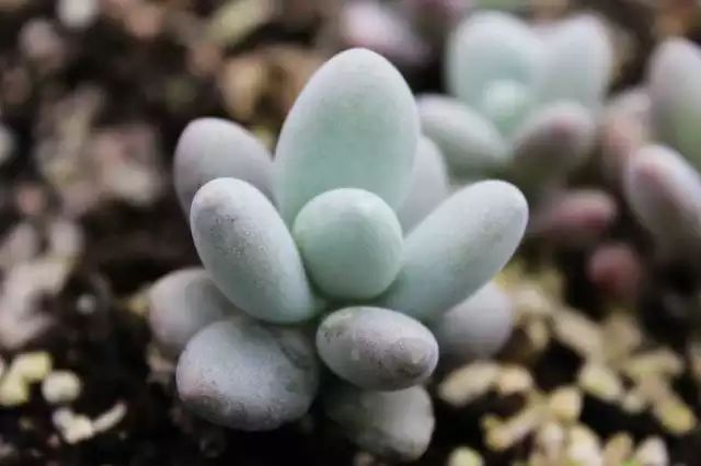 多肉白菊怎么養成群_多肉白菊怎么樣養才爆仔_多肉白菊怎么繁殖