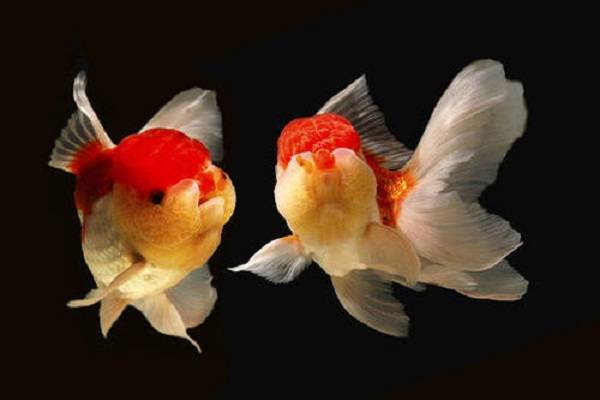 名貴的觀賞魚_名貴觀賞魚飼養指南_觀賞名貴魚視頻大全