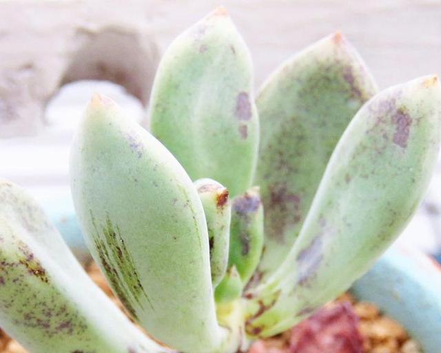 多肉長黑斑_多肉黑斑_多肉黑斑病的治療方法