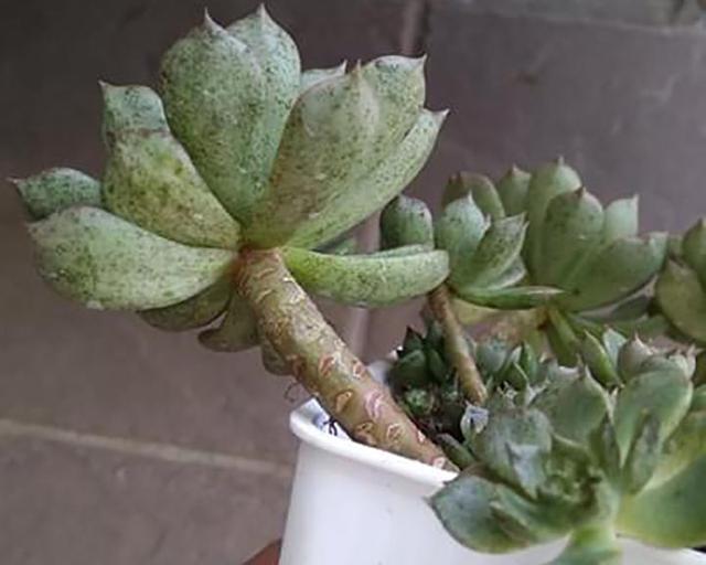 多肉黑斑病的治療方法_多肉黑斑_多肉長黑斑