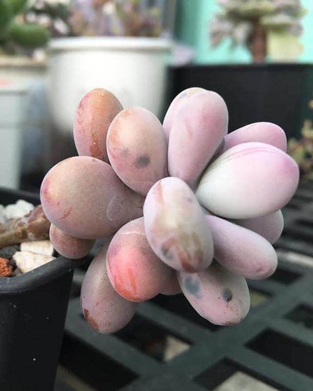 多肉黑斑病的治療方法_多肉黑斑_多肉長黑斑