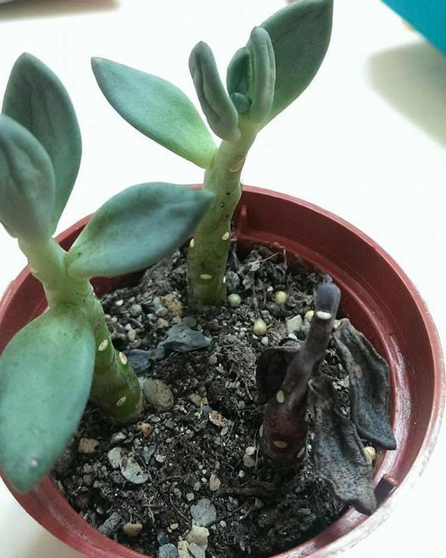 多肉長黑斑_多肉黑斑_多肉黑斑病的治療方法