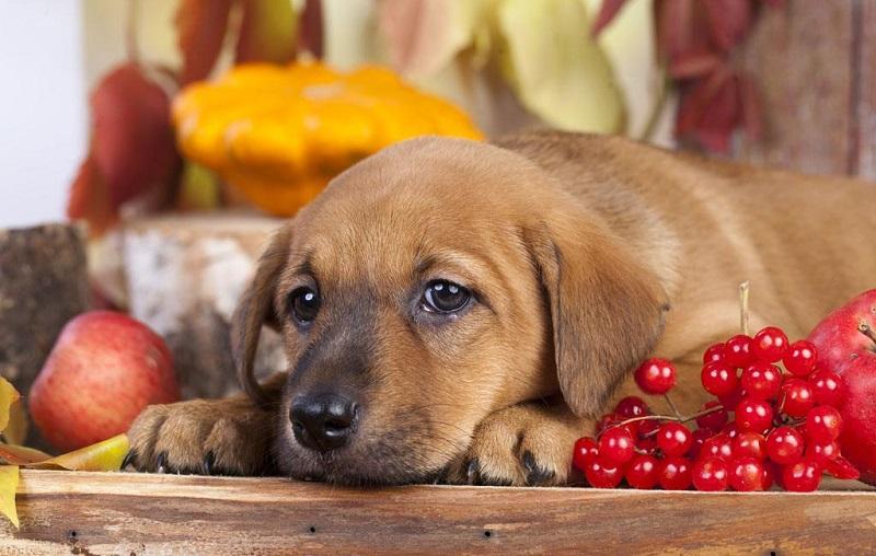 獨一無二的白色狗狗名字_白色狗名字大全_白色狗狗叫什么名字好聽