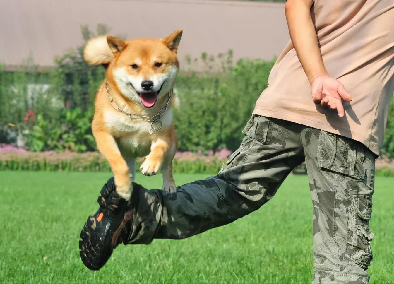 白色狗名字大全_白色狗狗叫什么名字好聽_獨一無二的白色狗狗名字