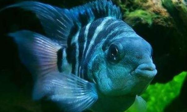 魚吃水藻好嗎_吃水藻的觀賞魚_觀賞魚吃水藻好不好