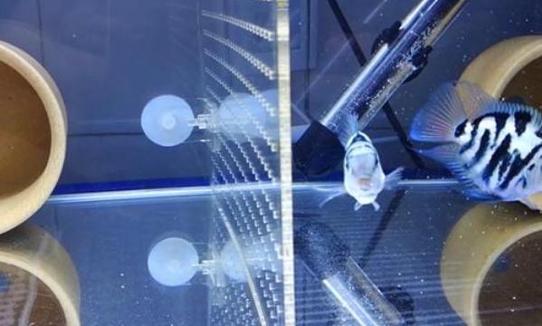 魚吃水藻好嗎_觀賞魚吃水藻好不好_吃水藻的觀賞魚