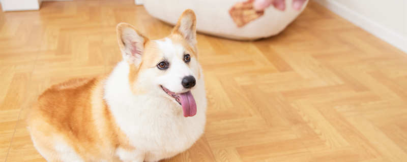 一個月的狗狗怎么喂養_各月齡狗狗喂養_狗狗喂養時間安排