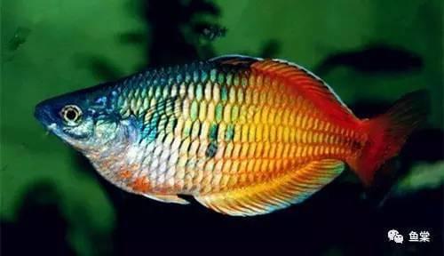 觀賞魚長長的_有長須的觀賞魚_觀賞魚長有胡須的魚