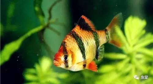 有長須的觀賞魚_觀賞魚長長的_觀賞魚長有胡須的魚