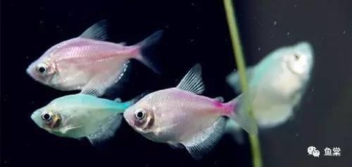 有長須的觀賞魚_觀賞魚長有胡須的魚_觀賞魚長長的