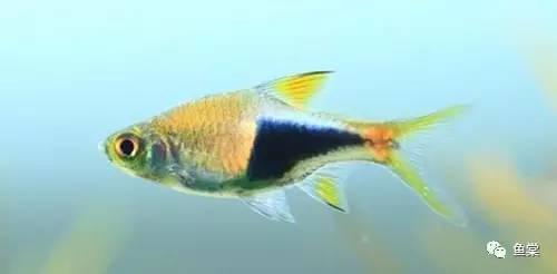 觀賞魚長長的_觀賞魚長有胡須的魚_有長須的觀賞魚