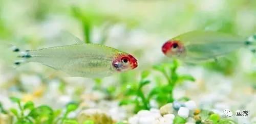 觀賞魚長有胡須的魚_觀賞魚長長的_有長須的觀賞魚