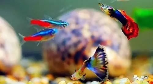 觀賞魚長有胡須的魚_有長須的觀賞魚_觀賞魚長長的