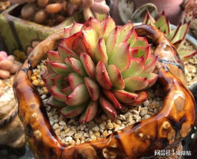 辦多肉長側芽怎么辦_多肉長了側芽怎么辦_多肉植物長側芽