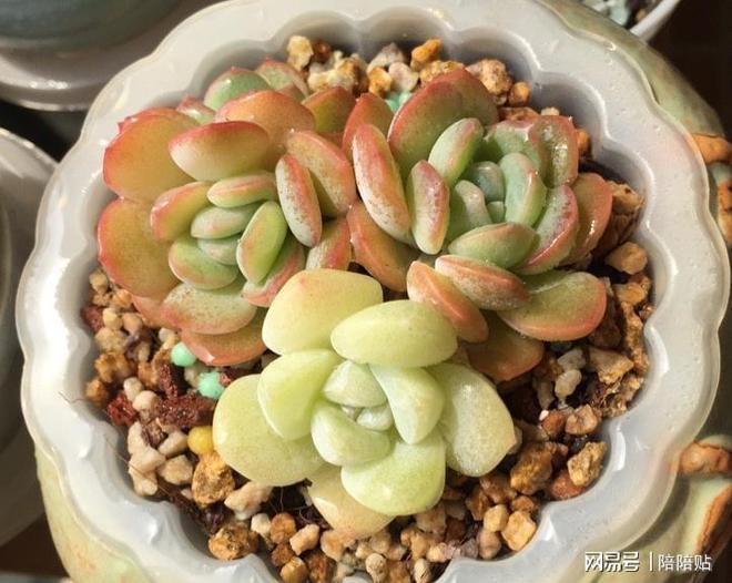 多肉長了側芽怎么辦_多肉植物長側芽_辦多肉長側芽怎么辦