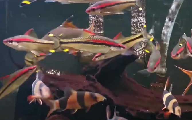 觀賞眉道人魚好養(yǎng)嗎_觀賞眉道人魚怎么養(yǎng)_一眉道人觀賞魚