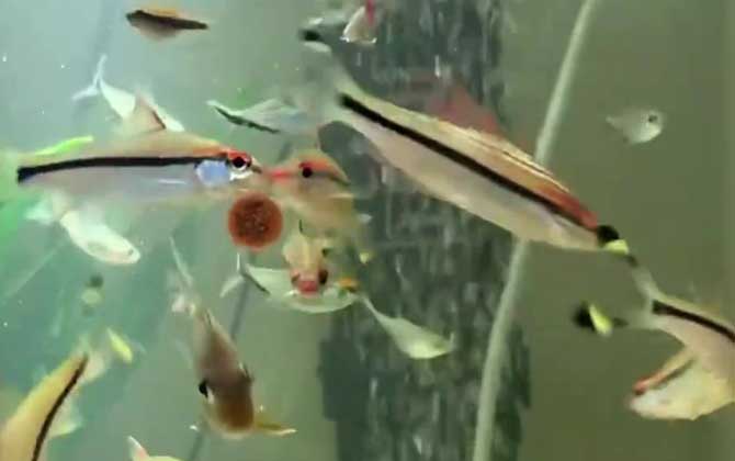 觀賞眉道人魚怎么養(yǎng)_一眉道人觀賞魚_觀賞眉道人魚好養(yǎng)嗎