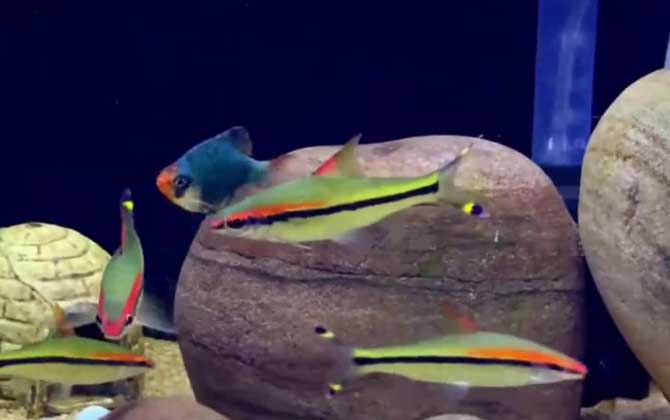 一眉道人觀賞魚_觀賞眉道人魚怎么養(yǎng)_觀賞眉道人魚好養(yǎng)嗎