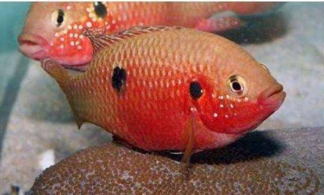 常見小型觀賞魚圖片和名字_常見小型觀賞魚種類_常見的小型觀賞魚