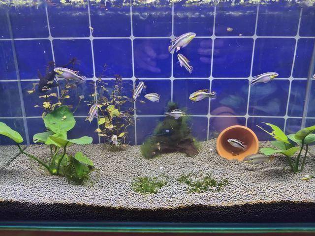 常見的小型觀賞魚_常見小型觀賞魚種類_常見小型觀賞魚圖片和名字