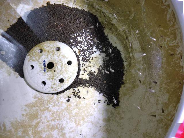 常見的小型觀賞魚_常見小型觀賞魚種類_常見小型觀賞魚圖片和名字