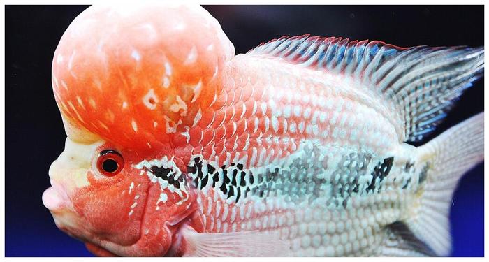 觀賞魚缸北方養魚好比較好的_觀賞魚缸北方養魚好比較好養的_北方魚缸養什么觀賞魚比較好