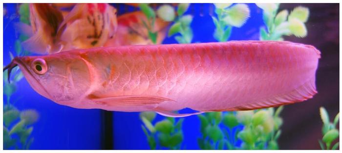 觀賞魚缸北方養魚好比較好養的_觀賞魚缸北方養魚好比較好的_北方魚缸養什么觀賞魚比較好