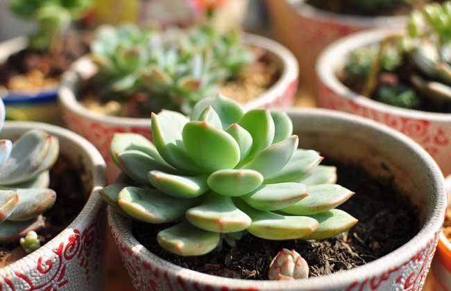 怎么樣養多肉植物才能健康茁壯？