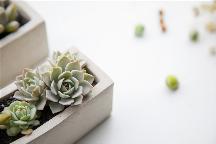 種多肉有什么講究嗎_多肉怎么種才能最好_種多肉好不好