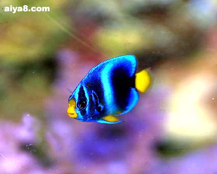 熱帶觀賞養(yǎng)品種魚好養(yǎng)嗎_熱帶觀賞魚哪個品種好養(yǎng)_熱帶觀賞養(yǎng)品種魚好不好