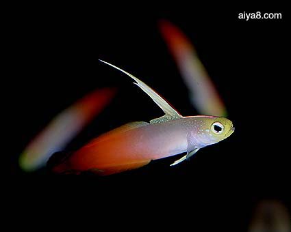 熱帶觀賞養(yǎng)品種魚好不好_熱帶觀賞養(yǎng)品種魚好養(yǎng)嗎_熱帶觀賞魚哪個品種好養(yǎng)