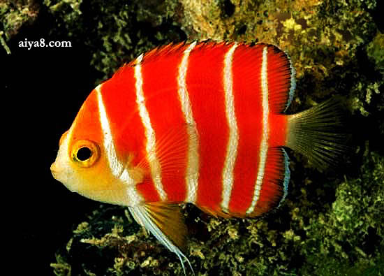 熱帶觀賞養(yǎng)品種魚好養(yǎng)嗎_熱帶觀賞魚哪個品種好養(yǎng)_熱帶觀賞養(yǎng)品種魚好不好