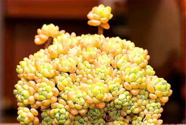 6種又香又美的精品多肉，香氣濃郁顏值高，