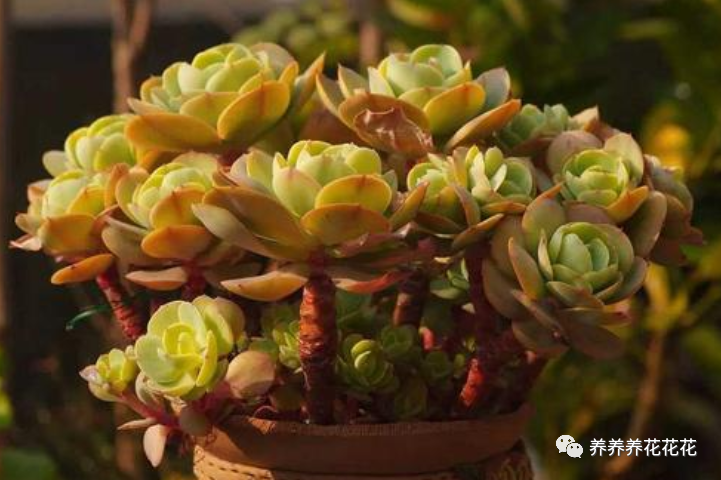 玉墜多肉含義是什么_多肉玉墜介紹_玉墜多肉植物怎么養(yǎng)