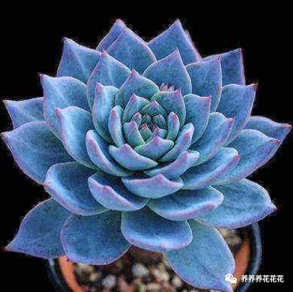 玉墜多肉植物怎么養(yǎng)_多肉玉墜介紹_玉墜多肉含義是什么