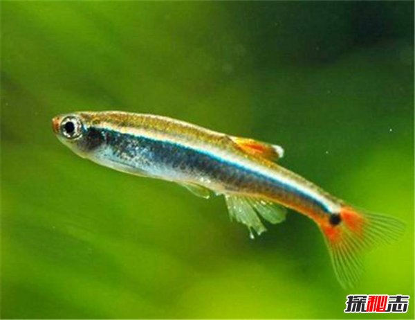 冷水大型觀賞魚有哪些_冷水觀賞魚大型有哪些_常見冷水觀賞魚魚