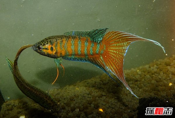 常見冷水觀賞魚魚_冷水大型觀賞魚有哪些_冷水觀賞魚大型有哪些