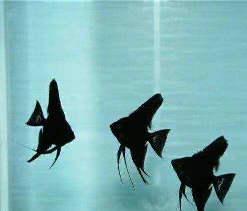 小型觀賞魚喂什么飼料最好_小型觀賞魚飼料哪個好_喂飼料的觀賞魚