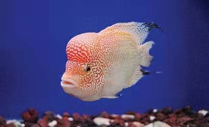 小型觀賞魚飼料哪個好_喂飼料的觀賞魚_小型觀賞魚喂什么飼料最好