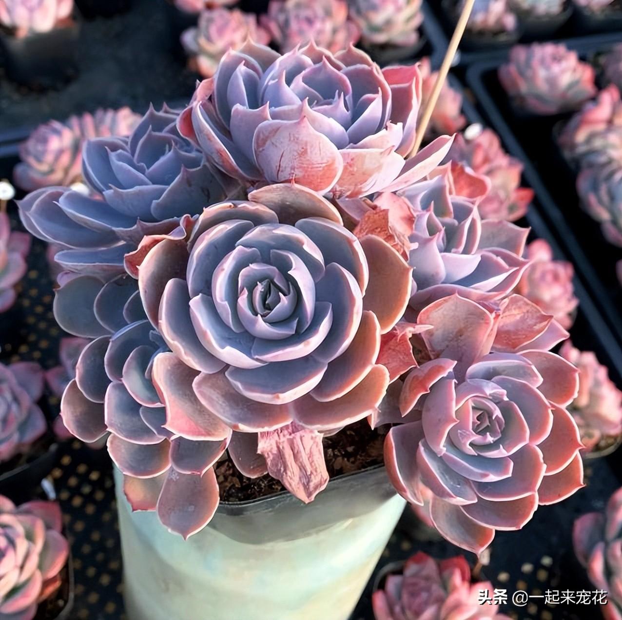 10款新手也能養(yǎng)的多肉，顏值高愛(ài)爆崽，度