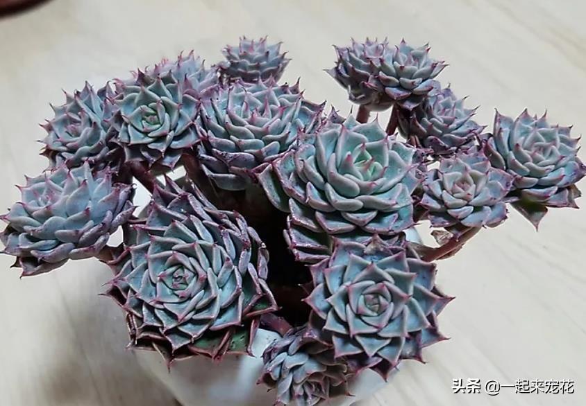 多肉淡雪徒長(zhǎng)怎么辦_多肉淡雪爆盆圖片_淡雪多肉怎么爆頭