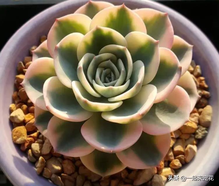 多肉淡雪爆盆圖片_多肉淡雪徒長(zhǎng)怎么辦_淡雪多肉怎么爆頭