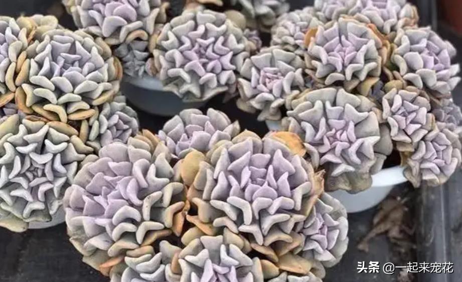多肉淡雪爆盆圖片_多肉淡雪徒長(zhǎng)怎么辦_淡雪多肉怎么爆頭