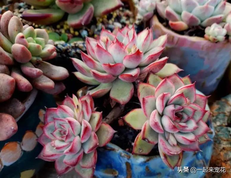 淡雪多肉怎么爆頭_多肉淡雪徒長(zhǎng)怎么辦_多肉淡雪爆盆圖片