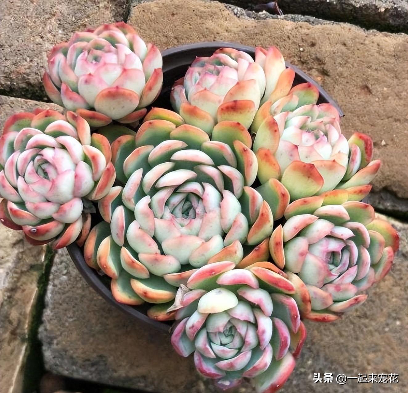 多肉淡雪爆盆圖片_多肉淡雪徒長(zhǎng)怎么辦_淡雪多肉怎么爆頭