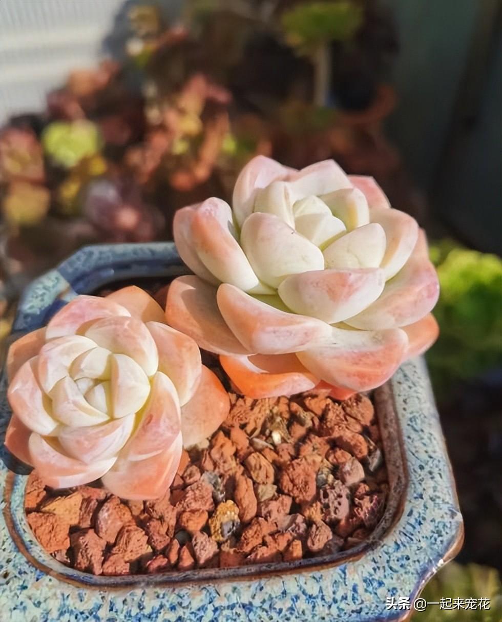 多肉淡雪爆盆圖片_淡雪多肉怎么爆頭_多肉淡雪徒長(zhǎng)怎么辦