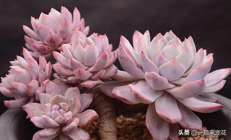 多肉淡雪爆盆圖片_多肉淡雪徒長(zhǎng)怎么辦_淡雪多肉怎么爆頭