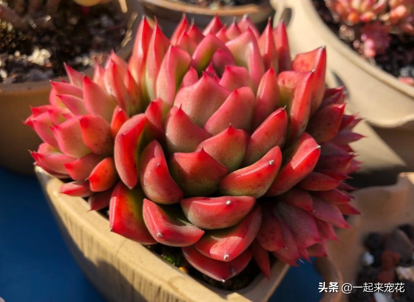 多肉淡雪徒長(zhǎng)怎么辦_多肉淡雪爆盆圖片_淡雪多肉怎么爆頭